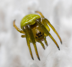 Araneus viridiventris