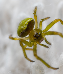 Araneus viridiventris