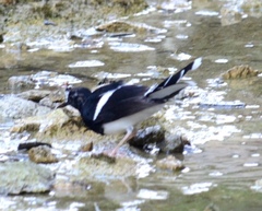Enicurus leschenaulti