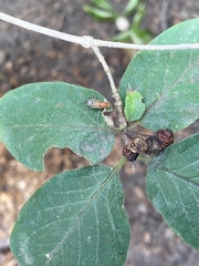 Minettia inusta