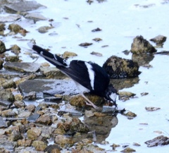 Enicurus leschenaulti