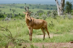 Alcelaphus buselaphus lelwel