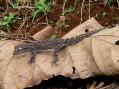 Nactus