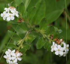 Lithospermum distichum