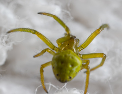 Araneus viridiventris