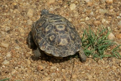 Kinixys belliana
