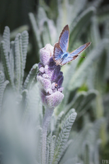 Zizina otis labradus