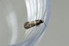 Striped Bright - Photo (c) Nigel Voaden, some rights reserved (CC BY)