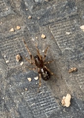 Oedignatha scrobiculata