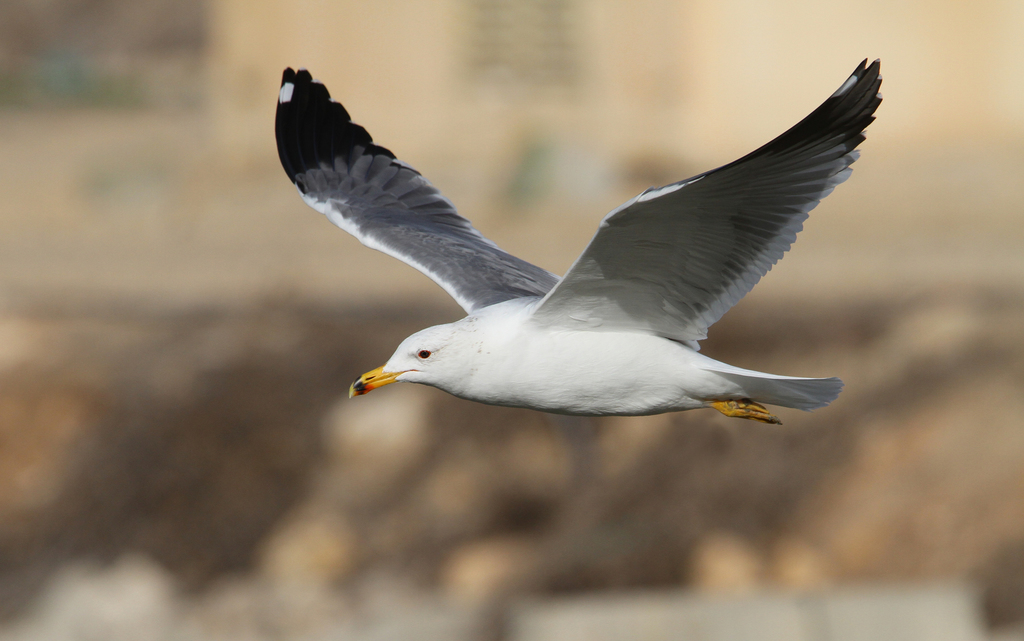 Armenian Gull photo