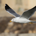 Armenian Gull - Photo (c) Christoph Moning, some rights reserved (CC BY), uploaded by Christoph Moning