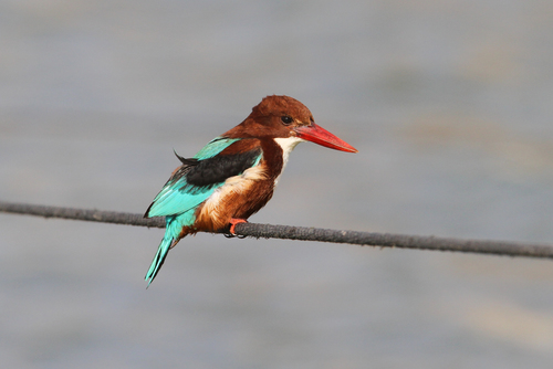 White-throated Kingfisher (Halcyon smyrnensis), photo 8