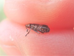 Holcogaster fibulata