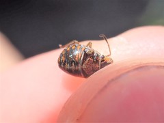 Holcogaster fibulata