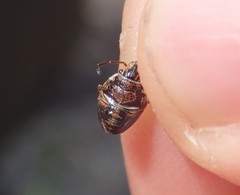 Holcogaster fibulata