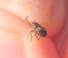 Holcogaster fibulata