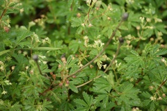 Alchemilla procumbens