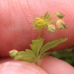 Alchemilla procumbens