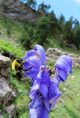 Bombus gerstaeckeri
