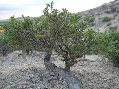 Ononis tridentata