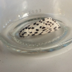 Hypercompe permaculata