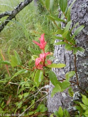 Exobasidium vaccinii