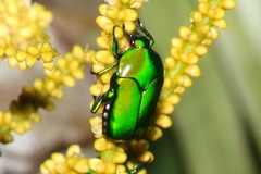 Ischiopsopha wallacei