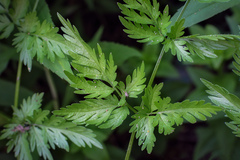 Chaerophyllum bulbosum