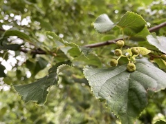 Tilia cordata