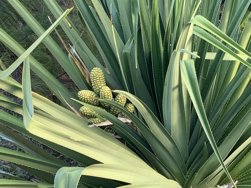 Pandanus concretus observed 2020-08-28