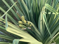 Pandanus