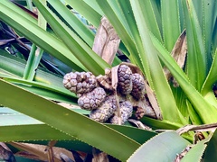 Pandanus
