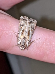 Agrotis vestigialis
