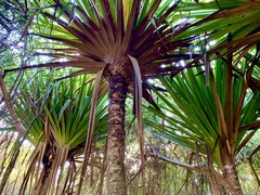 Pandanus