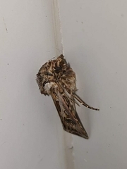 Agrotis vestigialis