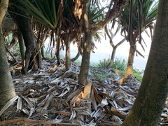 Pandanus