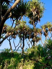Pandanus