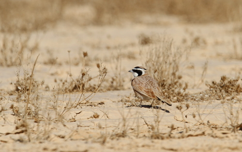 Temminck's Lark (Eremophila bilopha), photo 3