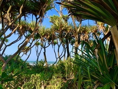 Pandanus