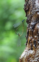 Caconeura ramburi