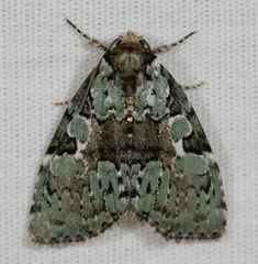 Leuconycta lepidula