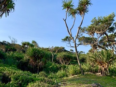 Pandanus