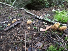 Phaeoclavulina eumorpha