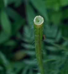 Chaerophyllum bulbosum