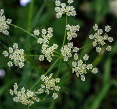 Chaerophyllum bulbosum