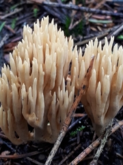 Phaeoclavulina eumorpha