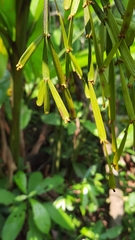 Viscum articulatum