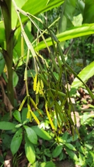 Viscum articulatum