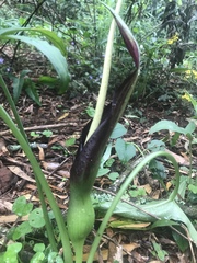 Typhonium eliosurum