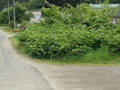 Reynoutria × bohemica